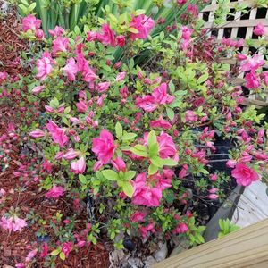 Meet your Posher, Candy